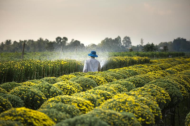 Farmer watering plants with a hose